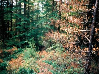Trail goes through the forest along the ridge, Diaz Vistas 2003-11.